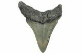 Serrated, Juvenile Megalodon Tooth - North Carolina #342210-1
